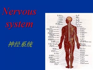 Nervous system Divisions of nervous system Central nervous