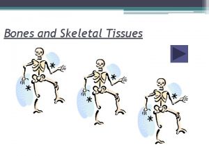 Bones and Skeletal Tissues 2013 Pearson Education Inc