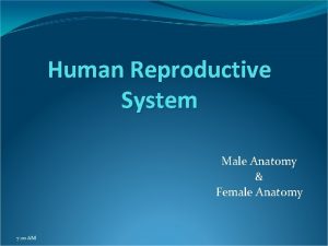 Human Reproductive System Male Anatomy Female Anatomy 7