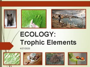 ECOLOGY Trophic Elements 4272020 TROPHIC ELEMENTS When studying