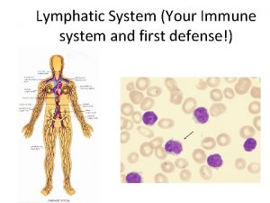 Lymphatic System Your Immune system and first defense