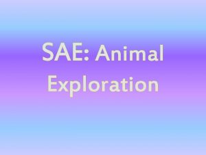 SAE Animal Exploration Fostering Ferrets Stitch and Jack