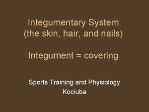 Integumentary System the skin hair and nails Integument