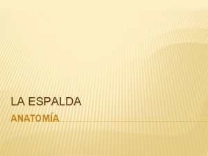 LA ESPALDA ANATOMA UBICACIN Se extiende desde el