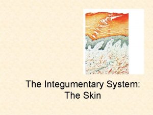 The Integumentary System The Skin The Integumentary System