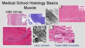 Medical School Histology Basics Muscle VIBS 243 lab