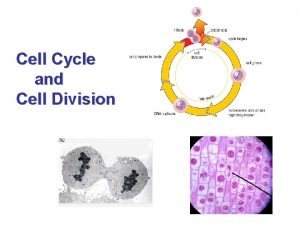 Cell Cycle and Cell Division BIG PICTURE Mitosis