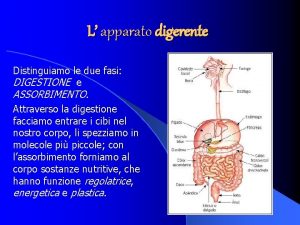 L apparato digerente Distinguiamo le due fasi DIGESTIONE