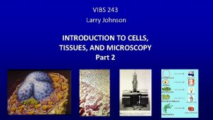 VIBS 243 Larry Johnson INTRODUCTION TO CELLS TISSUES