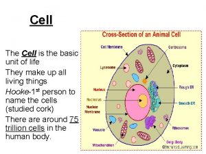 Cell The Cell is the basic unit of