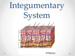 Integumentary System Basic Skin Functions Protection The skin