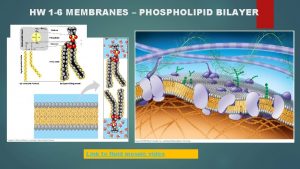 HW 1 6 MEMBRANES PHOSPHOLIPID BILAYER Link to