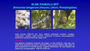ELMA PAMUKLU BT Eriosoma lanigerum Hausm Hom Pemphigidae