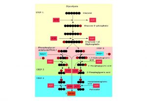 the phosphoketolase heterolactic related to pentose shunt or