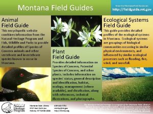 Montana Field Guides Animal Field Guide This encyclopedic