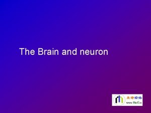 The Brain and neuron Content Brain Neuron Neural
