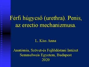 Frfi hgycs urethra Penis az erectio mechanizmusa L