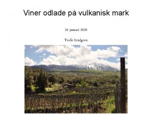 Viner odlade p vulkanisk mark 24 januari 2020