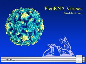 Pico RNA Viruses Small RNA virus 152022 1