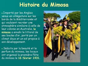 Histoire du Mimosa Import par les Anglais venus