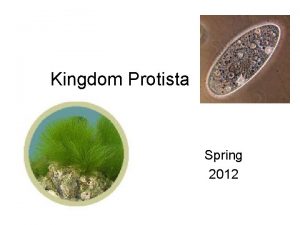 Kingdom Protista Spring 2012 Kingdom Characteristics Domain Eukarya