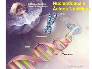 Nucleotdeos e cidos Nuclicos Anel de Purina Uma