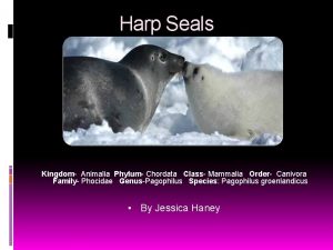 Harp Seals Kingdom Animalia Phylum Chordata Class Mammalia