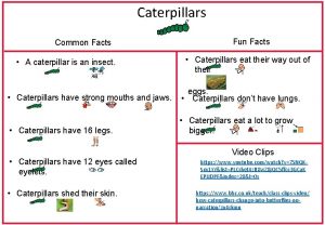 Caterpillars Common Facts A caterpillar is an insect