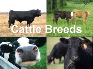Cattle Breeds ANGUS Originated in Scotland Black naturally