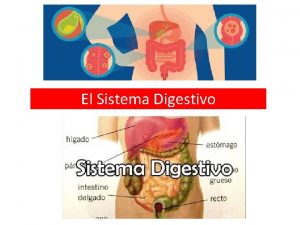 El Sistema Digestivo Aparato digestivo El aparato digestivo