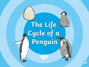 egg chick The Life Cycle of a Penguin