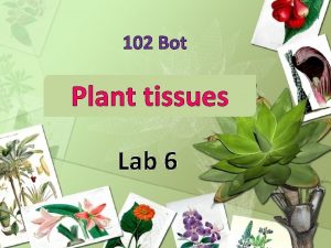 102 Bot Plant tissues Lab 6 Tissues TISSUES
