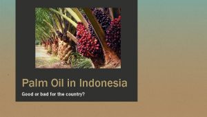 Palm Oil in Indonesia Good or bad for