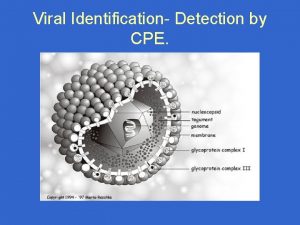 Viral Identification Detection by CPE Detection Of Viral