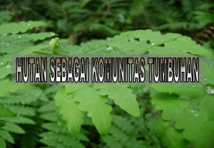 1 MASYARAKAT HUTAN Sekelompok tumbuhan Dikuasai pohon Menempati