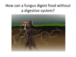 How can a fungus digest food without a