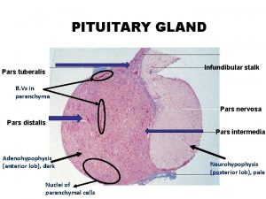 PITUITARY GLAND Infundibular stalk Pars tuberalis B Vs