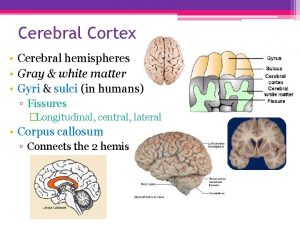Cerebral Cortex Cerebral hemispheres Gray white matter Gyri
