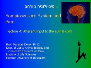 08 9 Somatosensory System and Pain lecture 4