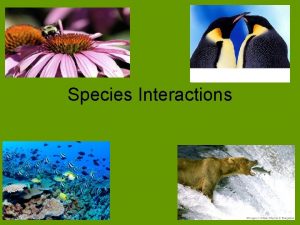 Species Interactions Species Interactions Species within a community Species Interactions Species Interactions Species within a community