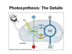 Photosynthesis The Details Photosynthesis Divided into two steps