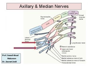 Axillary Median Nerves Prof Saeed Abuel Makarem Dr