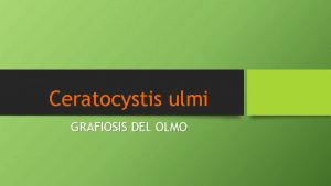 Ceratocystis ulmi GRAFIOSIS DEL OLMO Agentes que intervienen