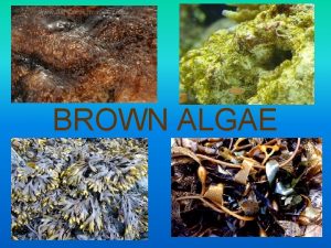 BROWN ALGAE Kingdom Protista Grouped under Stramenophila because