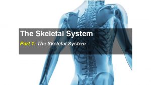 The Skeletal System Part 1 The Skeletal System