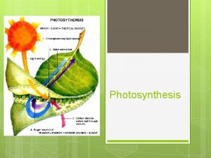 Photosynthesis Photosynthetic organisms are producers Producers Produce their