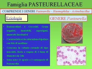 Famiglia PASTEURELLACEAE COMPRENDE I GENERI Pasteurella Haemophilus Actinobacillus