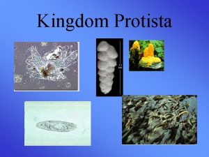 Kingdom Protista Protist Characteristics Eukaryotes Cilia or flagella