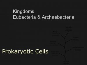 Kingdoms Eubacteria Archaebacteria Prokaryotic Cells Prokaryotes Unicellular singlecelled