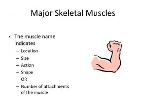 Major Skeletal Muscles The muscle name indicates Location